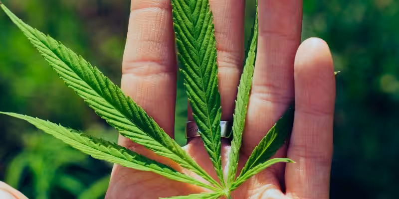 uyusturucu cesitleri gorseli esrar