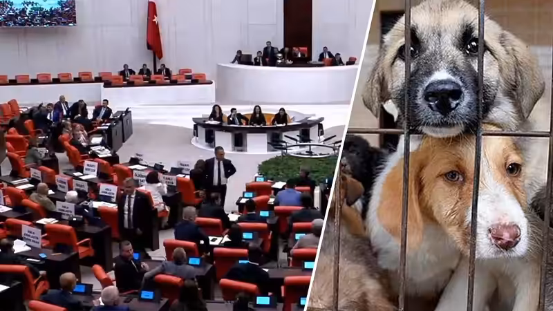 yeni sokak hayvanlari yasasi maddeleri