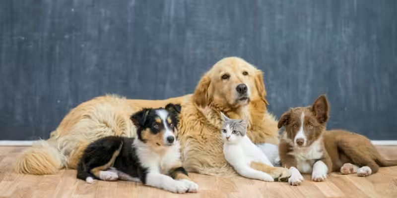 apartmanda evcil hayvan beslenmesi yargitay