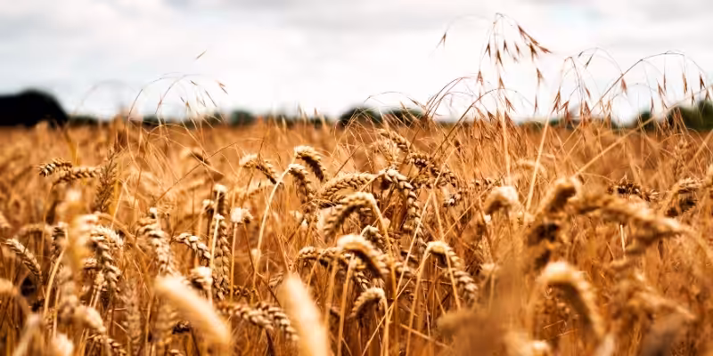dededen miras kalan tarla tapulari bolunerek alinir mi